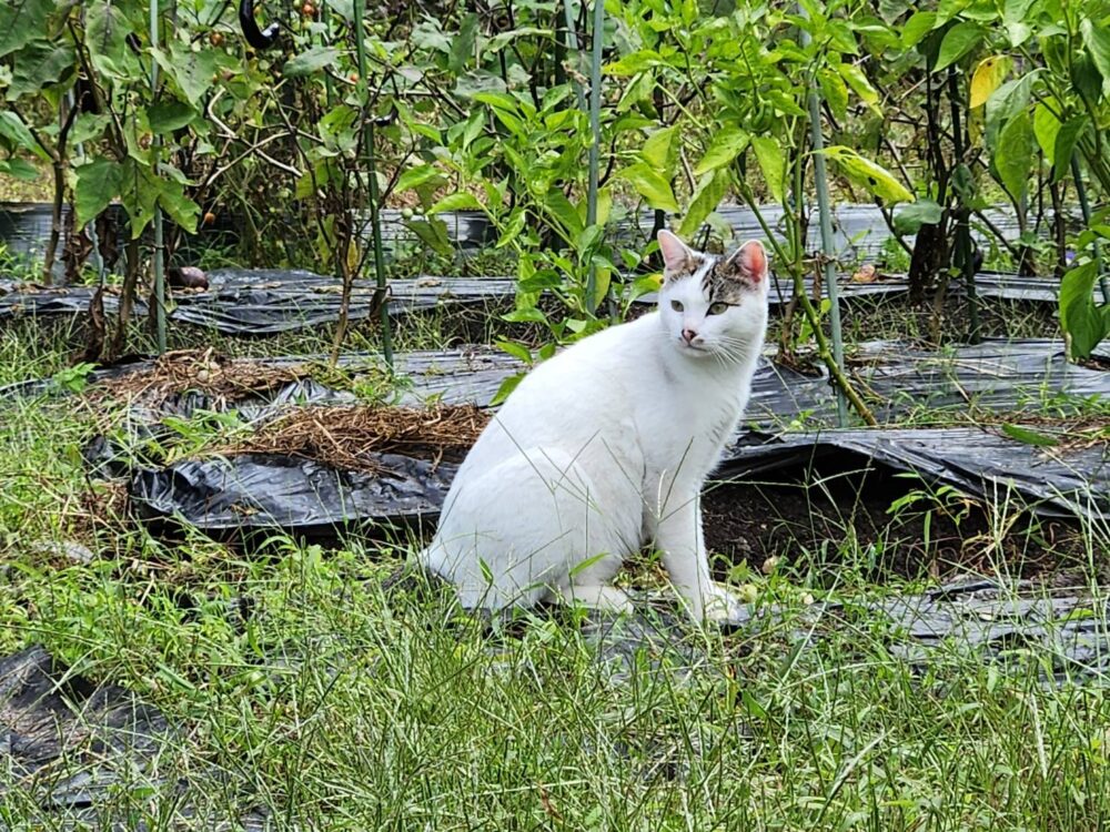 無人市の番猫😸