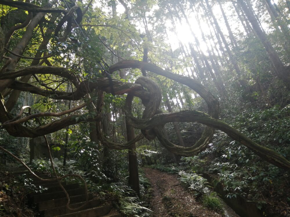 天気がよかったのもありますが、景色が素晴らしく太陽の光が木々の間から差し込み、とても神秘的で神社全体からパワーを頂いた感じがしました。