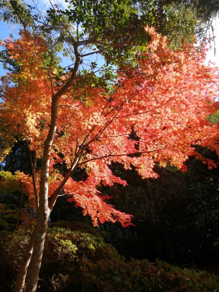 紅葉の写真