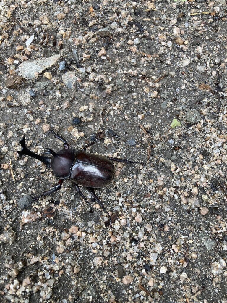 カブトー！