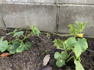 家庭菜園