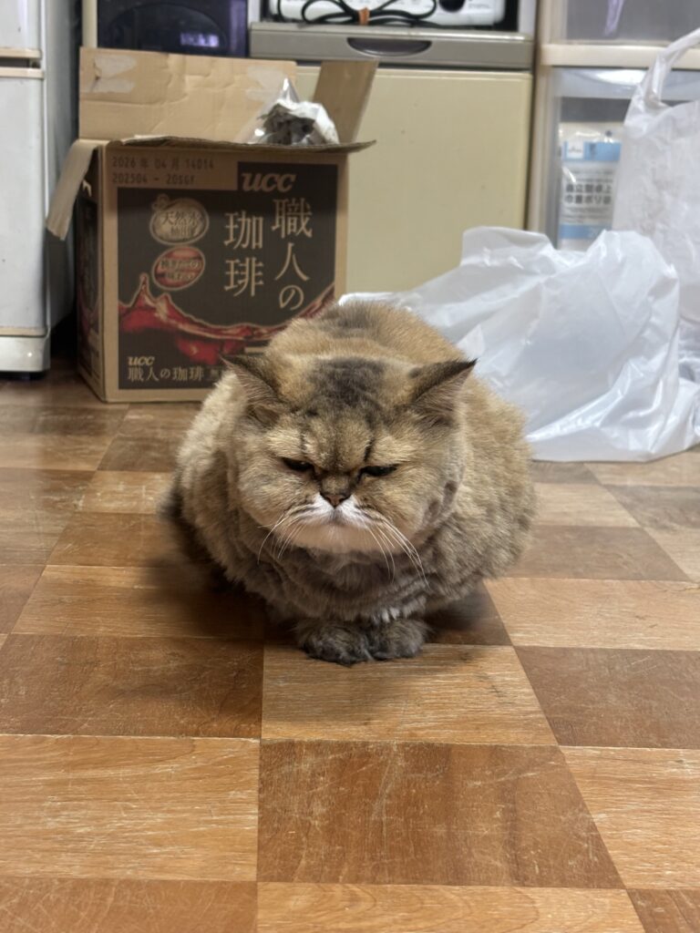 はじめまして=^_^=ちょんちょん丸です！！