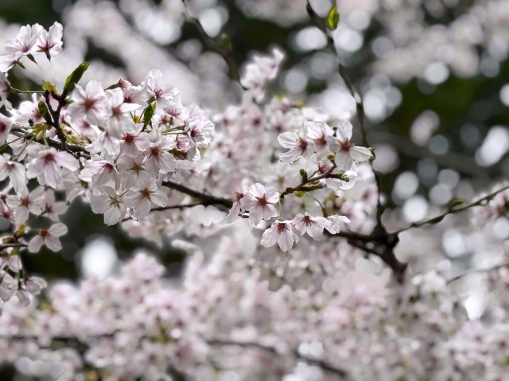 桜祭りでリフレッシュ🌸