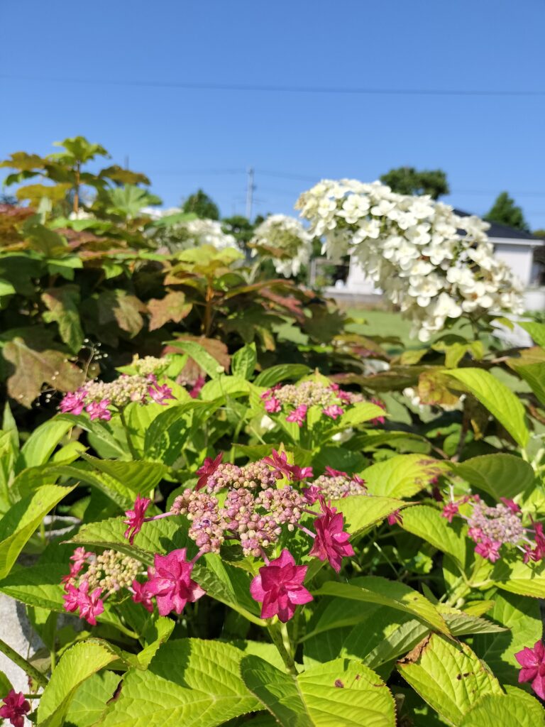 ～開花編～　みどりを、愛でる　