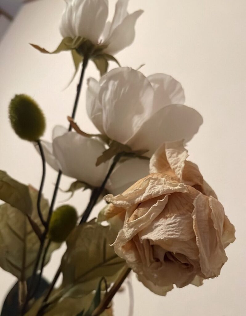～薔薇を飼う～